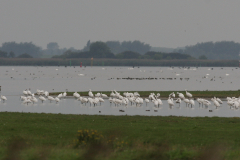 Lepelaar-Lauwersmeer 2-9-2009