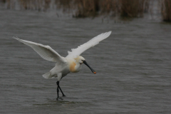 Lepelaar-Lauwersmeer 25-4-2015