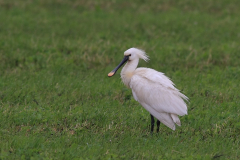 Lepelaar-Texel 6-6-2012