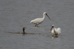 Lepelaar en Aalscholver Zuidlaardermeergebied 10-9-2019