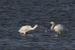 Lepelaar, adult en juv. 1 Groningen-kust 18-8-2022