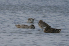 Marmereend, Grutto en Kemphaan  Lauwersmeer 3-8-2023