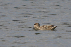 Marmereend-Lauwersmeer 3-8-2023