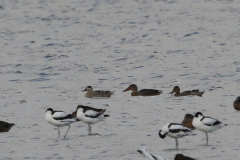 Marmereend, Slobeend en Kluut  Lauwersmeer 3-8-2023