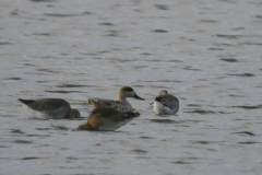 Marmereend en Grutto  Lauwersmeer 3-8-2023