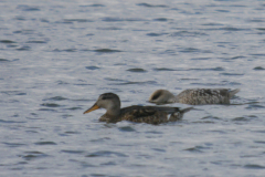 Marmereend en Krakeend 1-Lauwersmeer 3-8-2023