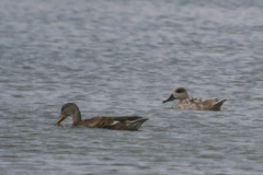 Marmereend en Krakeend-Lauwersmeer 3-8-2023