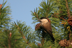 Matkop 2-Hortus Haren 5-10-2007