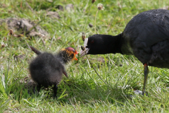 Meerkoet 1-Lauwersmeer 17-5-2023