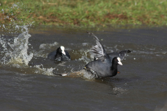 Meerkoet 1 Zuidlaardermeergebied 1-4-2015