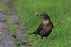 Merel, ♀  1-Vlieland 21-10-2017