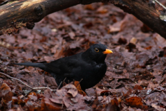 Merel, adult ♂ -Friesland 4-2-2021