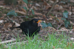 Merel, adult ♂ -Hortus Haren 17-3-2007