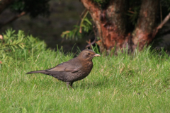 Merel, ♀ -Vlieland 21-10-2017