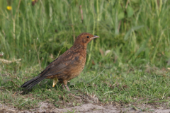 Merel, juv. 2 Schiermonnikoog 18-5-2022