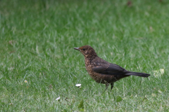 Merel,  juv. NoordBrabant 30-6-2020