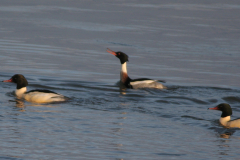 Middelste zaagbek, ♂   en Grote zaagbek 1 Lauwersoog 12-12-2007