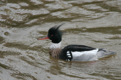 Middelste zaagbek, ♂  2-Lauwersoog 4-3-2007