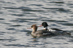 Middelste zaagbek, adult en 2e kj. ♂ -Lauwersoog 26-3-2008