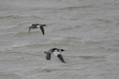 Middelste zaagbek, adult ♂ en ♀ -Lauwersoog 27-1-2008