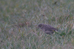 Mongoolse pieper 5 Zuid-Holland 16-1-2017