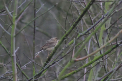 Mongoolse pieper 6 Zuid-Holland 16-1-2017