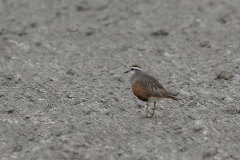 Morinelplevier 1-Friesland 15-5-2010