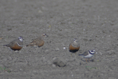 Morinelplevier en Bontbekplevier-Friesland 5-5-2015