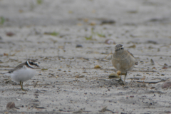 Morinelplevier,1e kj. en Bontbekplevier Texel 6-10-2019