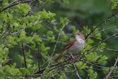 Nachtegaal 1-Lauwersmeer 8-5-2015