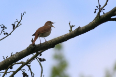 Nachtegaal 2-Lauwersmeer 8-5-2015