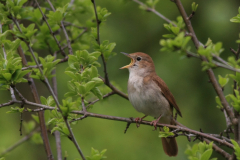 Nachtegaal 3-Lauwersmeer 8-5-2015