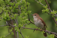 Nachtegaal 4-Lauwersmeer 8-5-2015