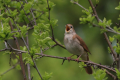 Nachtegaal 5-Lauwersmeer 8-5-2015