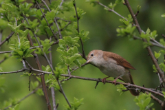 Nachtegaal 7-Lauwersmeer 8-5-2015