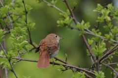 Nachtegaal 8-Lauwersmeer 8-5-2015