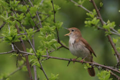 Nachtegaal 9-Lauwersmeer 8-5-2015