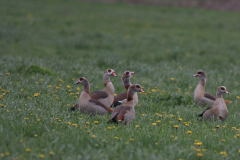 Nijlgans Lauwersmeer 29-4-2015