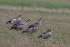 Nijlgans Texel 13-10-2013