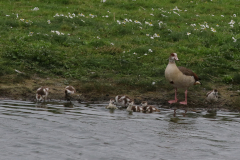 Nijlgans-Texel 15-9-2021