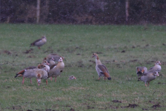 Nijlgans Zuidlaardermeergebied 1-4-2015