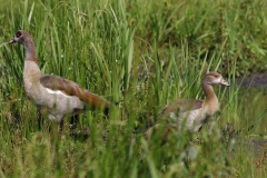 Nijlgans, adult en juv. 1  Friesland 6-9-2023 b