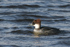 Nonnetje 2 Lauwersmeer 3-2-2010