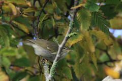 Noordse boszanger 1 Friesland 29-10-2015