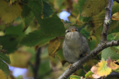 Noordse boszanger 2 Friesland 29-10-2015