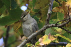 Noordse boszanger 3 Friesland 29-10-2015