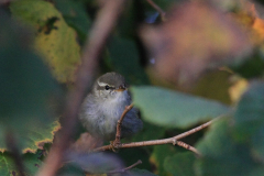 Noordse boszanger 5 Friesland 29-10-2015