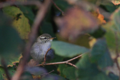 Noordse boszanger 6 Friesland 29-10-2015