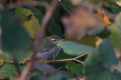 Noordse boszanger 7 Friesland 29-10-2015