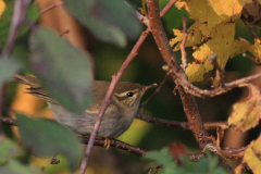 Noordse boszanger 8 Friesland 29-10-2015